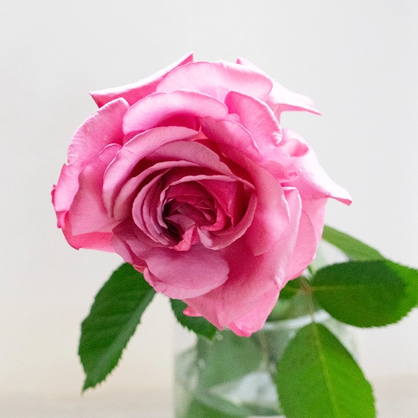 品種名COMING SOON